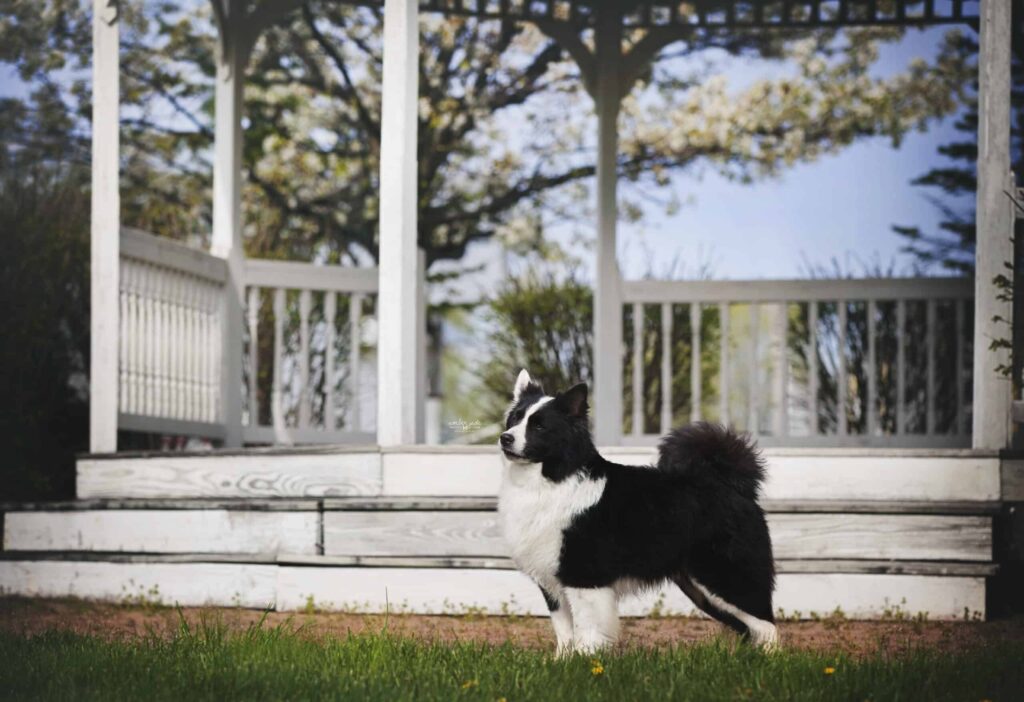 A black and white dog stands on grass in front of a white wooden gazebo on a sunny day.