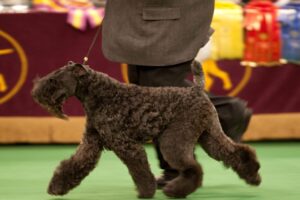 A curly-haired black dog is being led on a leash by a person in a suit at a dog show, with colorful ribbons visible in the background.
