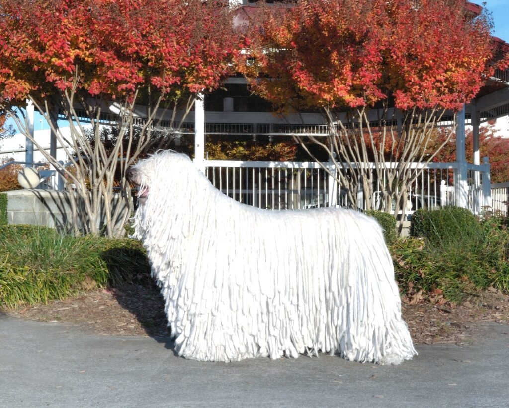 A white Komondor dog with long, corded fur stands on a sidewalk in front of autumn trees and a white fence.