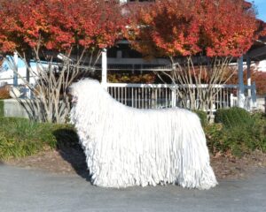 A white Komondor dog with long, corded fur stands on a sidewalk in front of autumn trees and a white fence.