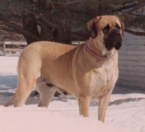 A large tan dog with a black face stands in the snow near a white building and trees.