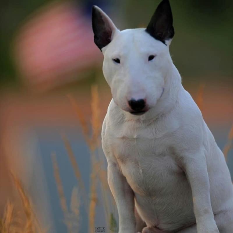 A white bull terrier sits outdoors on grass, with an out-of-focus American flag in the background.