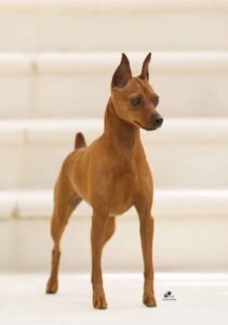 A brown Miniature Pinscher dog standing alert on white steps, facing forward with ears upright.