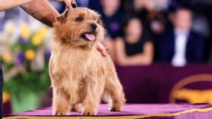 A small, brown dog with a wiry coat stands on a table while being shown at a dog show, handler's hand holding its head.