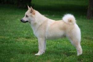A cream-colored dog with pointed ears and a curled tail stands on green grass, facing left.