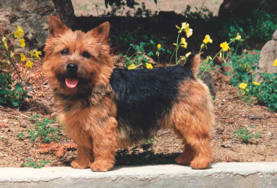 A small, fluffy brown and black dog stands on a concrete edge with yellow flowers and dirt in the background.