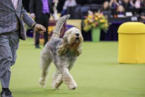 A handler leads a long-haired dog on a leash at an indoor dog show, with people and decorations visible in the background.
