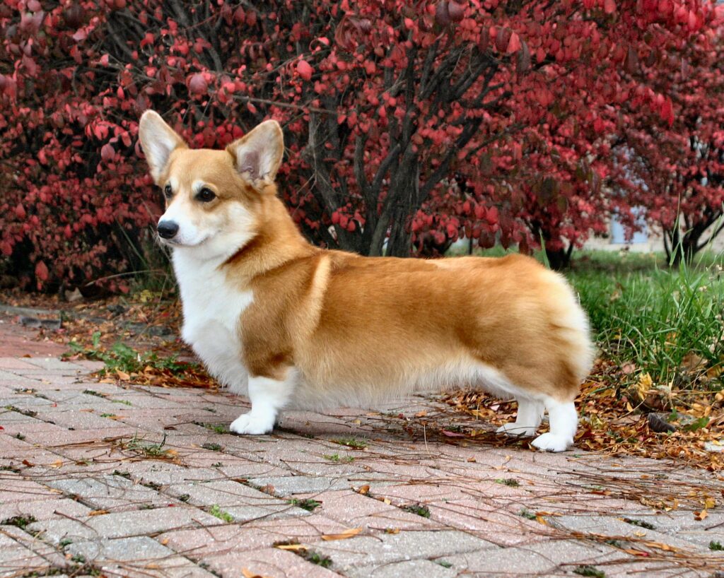 A Pembroke Welsh Corgi stands on a brick path beside red-leaved bushes, facing left, with its ears upright and tail docked.