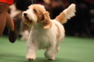 A white and tan dog with floppy ears walks on a green floor next to a person, likely participating in a dog show.
