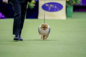 A small Pomeranian dog walks on a leash next to a person in black pants and shoes at a dog show.