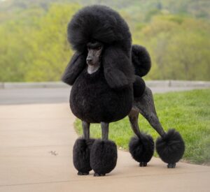A black standard poodle with an elaborate groomed coat stands on a paved path, with green grass and trees in the background.