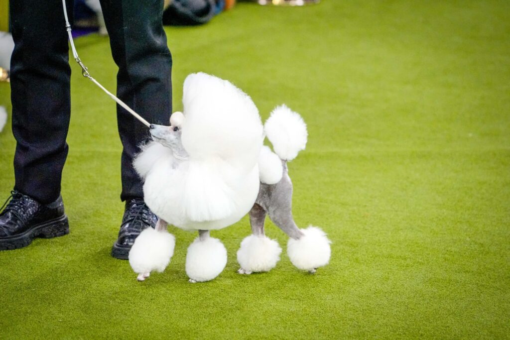 A groomed white poodle on a leash stands beside a person in black pants and shoes on a green floor, likely at a dog show.