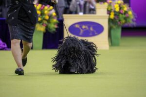 A handler walks a Komondor dog with corded fur in a dog show ring, with judges and flower arrangements in the background.