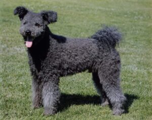A curly-haired gray dog with pointy ears stands on green grass, looking towards the camera with its mouth open.