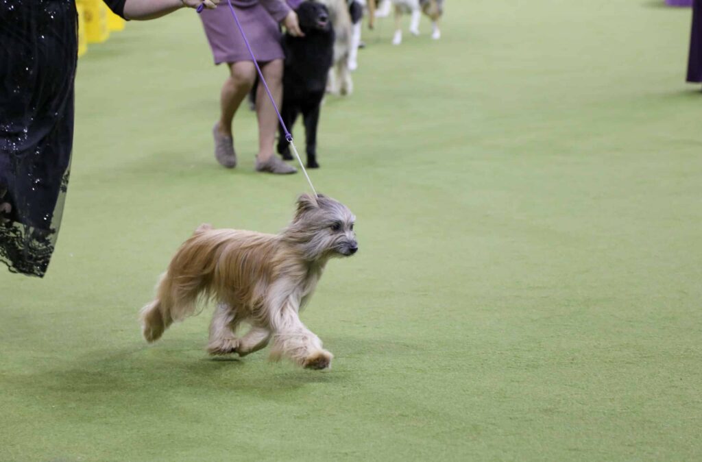 A long-haired dog is led on a leash by a handler in a dog show ring, with other dogs and handlers visible in the background.