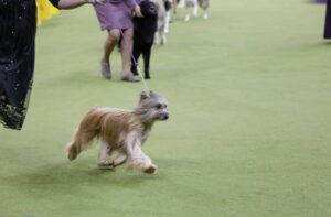 A long-haired dog is led on a leash by a handler in a dog show ring, with other dogs and handlers visible in the background.