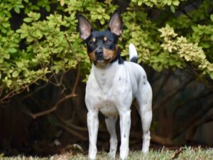 A small black, white, and tan dog with pointed ears stands alertly on grass in front of leafy green bushes.