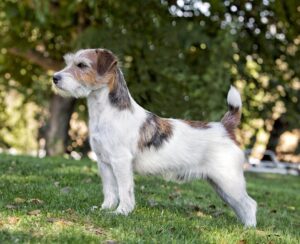 A small, wire-haired dog with white, brown, and black fur stands alert on green grass with trees in the background.