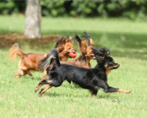 Three small dogs run across a grassy lawn; one black and tan dog leads while two brown dogs follow, one carrying a red ball.