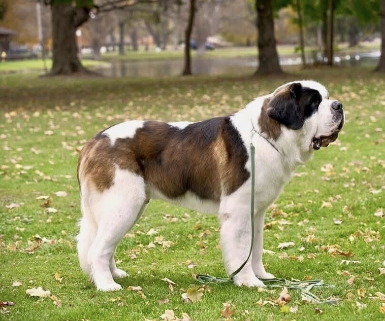A Saint Bernard dog stands on green grass in a park, surrounded by fallen leaves and trees, with a leash on the ground.