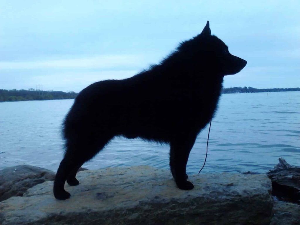 A black dog stands in profile on a rock by the water, with a cloudy sky and distant shoreline in the background.