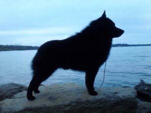A black dog stands in profile on a rock by the water, with a cloudy sky and distant shoreline in the background.