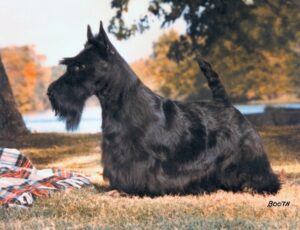 A Scottish Terrier with a black coat sits on grass next to a plaid blanket, with trees and water in the background.