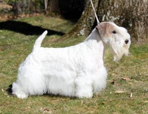 A white Sealyham Terrier with a short tail and long facial hair stands on grass near a tree, held by a leash.