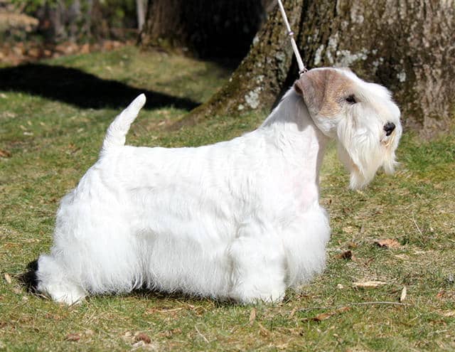 A white Sealyham Terrier with a short tail and long facial hair stands on grass near a tree, held by a leash.