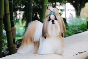 A well-groomed Shih Tzu dog with long, brushed fur and a blue bow on its head stands outdoors near bamboo.