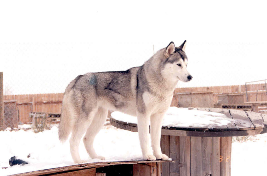 A Siberian Husky with gray and white fur stands alert on a wooden structure covered in snow, in a fenced outdoor area.