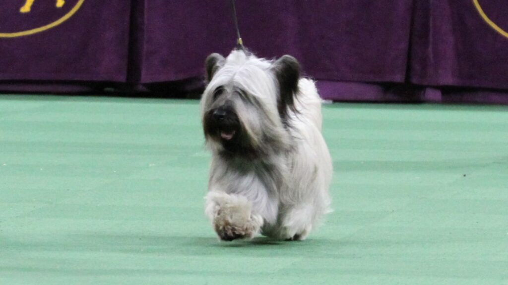 A Skye Terrier dog with long, gray fur walks on a green floor with a leash attached, likely at a dog show event.