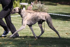 A brindle-coated dog is walking on grass beside a person holding its leash during an outdoor event.
