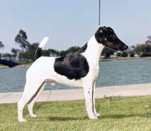A black and white dog with a short coat stands on grass near a body of water, facing left.