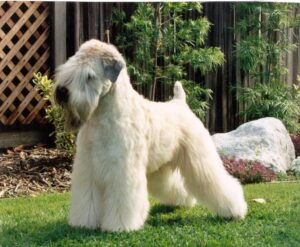 A Soft-Coated Wheaten Terrier with a light, fluffy coat stands on grass in a garden with plants and a wooden fence in the background.