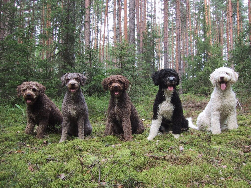 Five curly-haired dogs, varying in color from brown to black and white, sit on green moss in a forest with tall trees in the background.