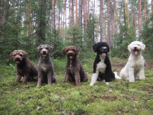 Five curly-haired dogs, varying in color from brown to black and white, sit on green moss in a forest with tall trees in the background.
