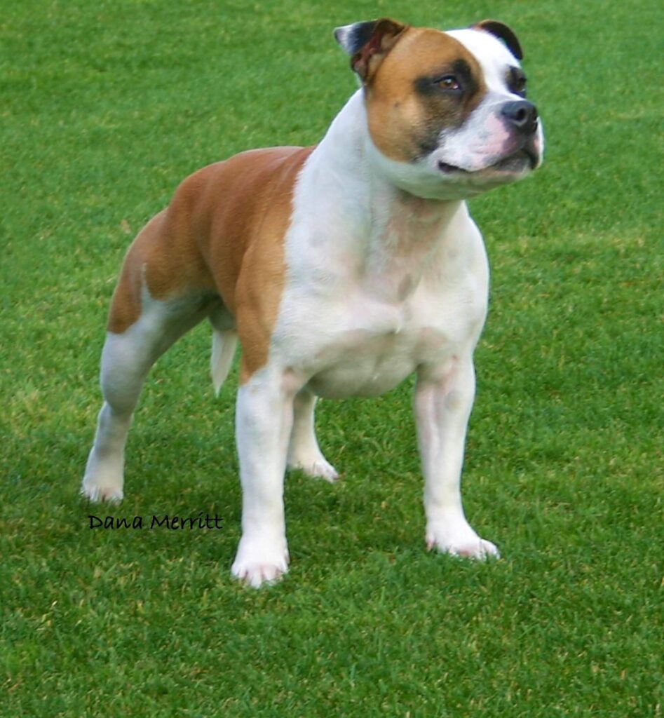 A brown and white American Bulldog stands alert on green grass.