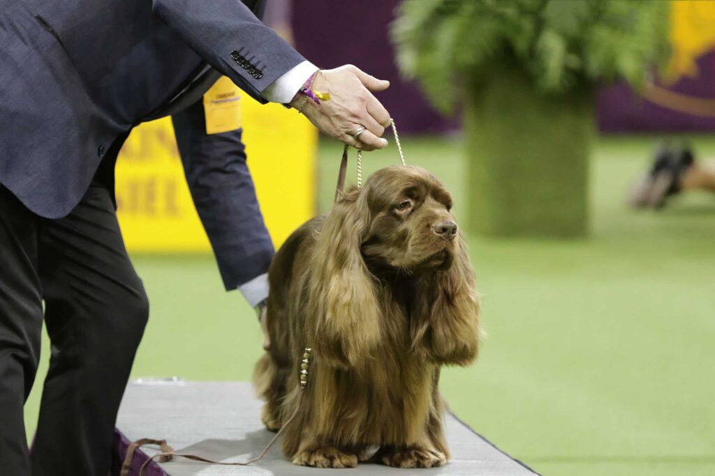 A handler presents a brown, long-haired dog on a platform at a dog show, holding its leash while the dog stands calmly.