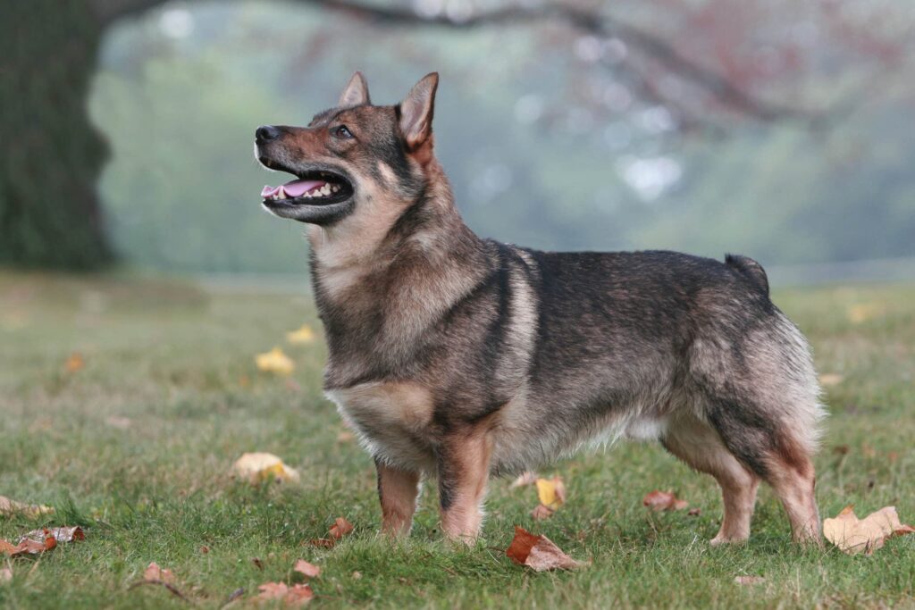 A Swedish Vallhund dog with a short tail stands on grass outdoors, looking upward with its mouth slightly open.