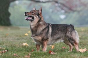 A Swedish Vallhund dog with a short tail stands on grass outdoors, looking upward with its mouth slightly open.