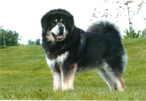 A large, fluffy black and tan dog stands on grass outdoors with trees and a bright sky in the background.
