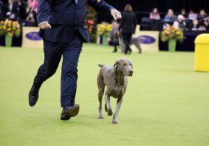 A handler in a suit leads a Weimaraner dog on a leash across a green show ring at a dog show, with judges and flowers in the background.