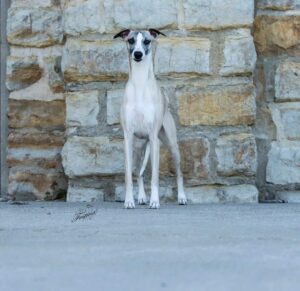 A slender, light-colored dog with dark markings on its face stands on a concrete surface in front of a stone wall.