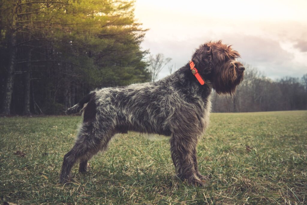 A wirehaired dog with a brown and gray coat, wearing an orange collar, stands alert on grass near a wooded area at sunset.