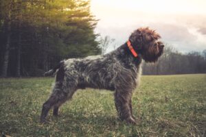 A wirehaired dog with a brown and gray coat, wearing an orange collar, stands alert on grass near a wooded area at sunset.