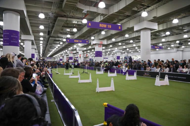 A large indoor dog agility competition with spectators seated on both sides of a green turf arena under rows of bright lights and purple row signs hanging from the ceiling.