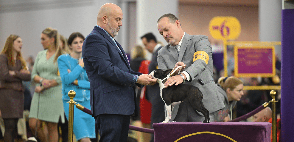 A dog show judge examines a small black and white dog on a table while the handler presents the dog; exhibitors and spectators watch in the background.
