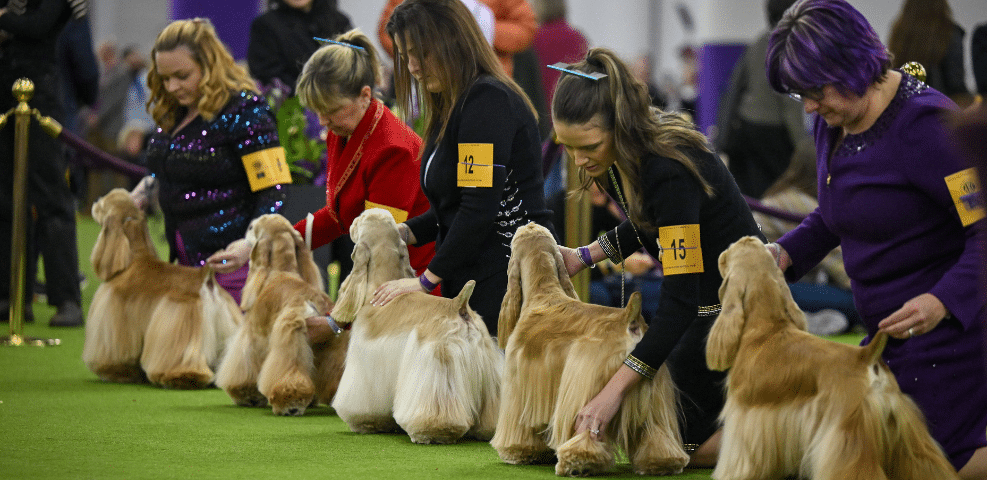 Several exhibitors line up and groom long-haired dogs in a row at a dog show, each wearing an armband with a contestant number.