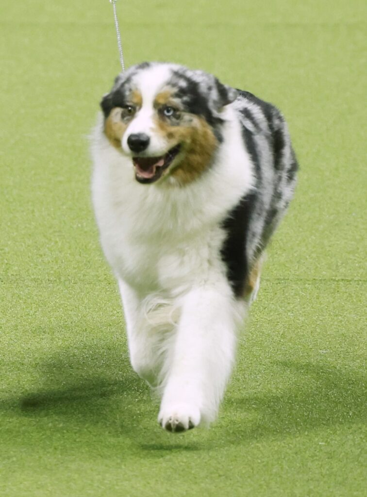 An Australian Shepherd dog with a merle coat is walking on grass, attached to a thin leash.